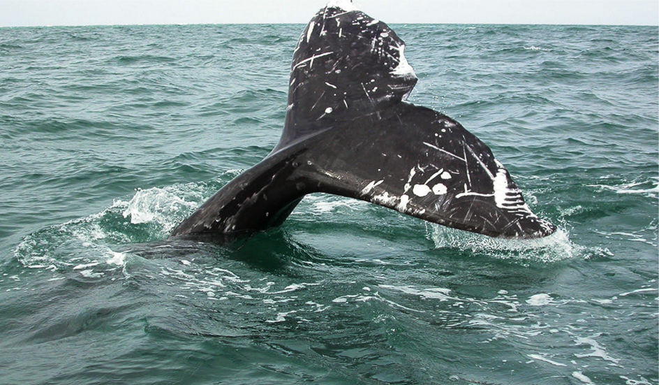 Conoce la ballena gris